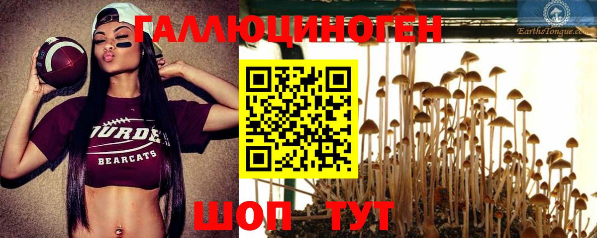 Псилоцибиновые грибы Psilocybe  Вход с VPN  Борзя 
